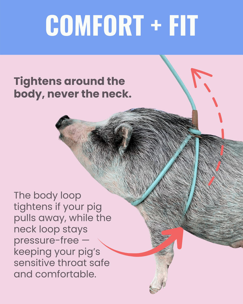 Mini Pig Harness & Leash (S/M) - Fully Adjustable, Infinity Style Lead, Step-in Harness, Potbelly Supplies, All-in-One - Ideal for Small & Medium Pet Pigs (Small, Eggshell Blue) S/M