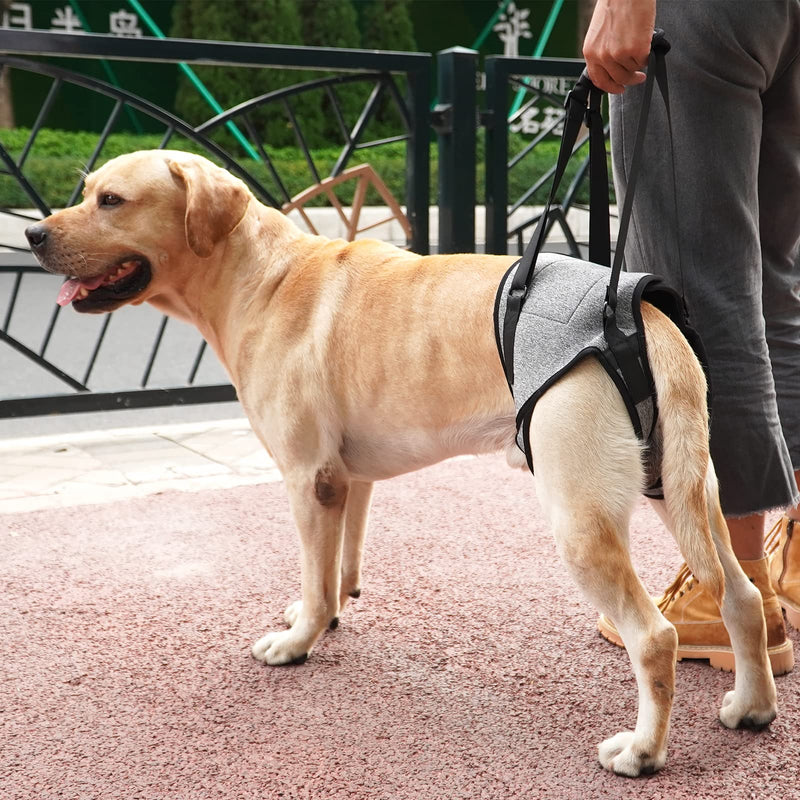 Dotoner Dog Lifting Harness, Dog Support Harness for Back Legs, Soft Support Sling for Injured Disabled Small, Medium Large Dogs, Sling for Back Legs, Lift Support Harness (S, Grey) S