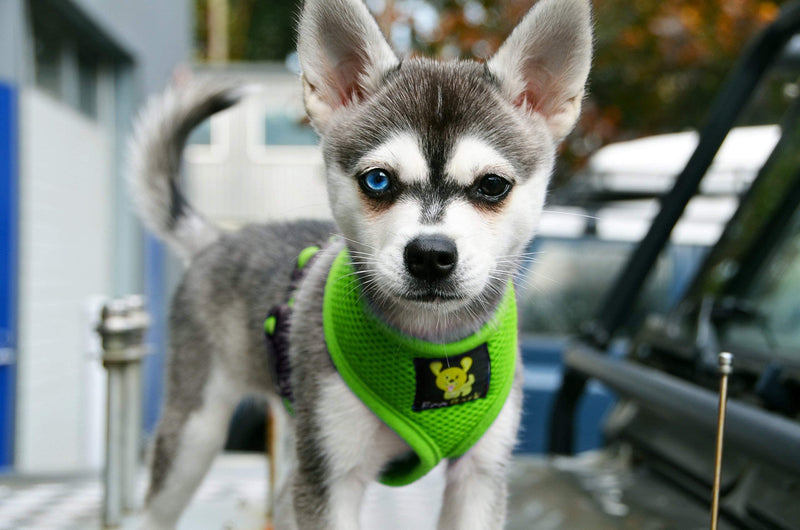 EcoBark Dog Harness - Eco-Friendly Max Comfort Harnesses - Luxurious Soft Mesh Halter - Over The Head Harness Vest- No Pull and No Choke for Puppy, Toy Breeds & Small Dogs (Small, Green) 2. Small-6 to 9 lbs - Neck Up to 9.8 in - PawsPlanet Australia