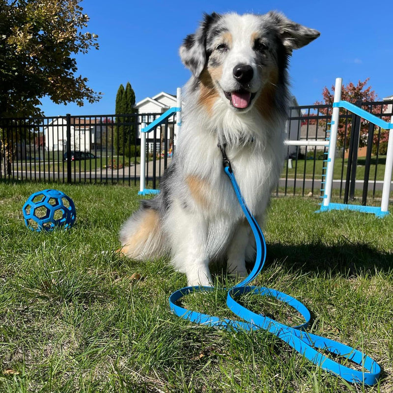 PACKT - Endeavor X3 Waterproof Dog Collar | Made in USA, Odor Proof, 100% Waterproof | Leather-Like Biothane Dog Collar |Rust-Proof Stainless Steel Hardware | 2-Year Chew-Warranty | Pacific-Medium M: [1" x 14"-19"] - PawsPlanet Australia