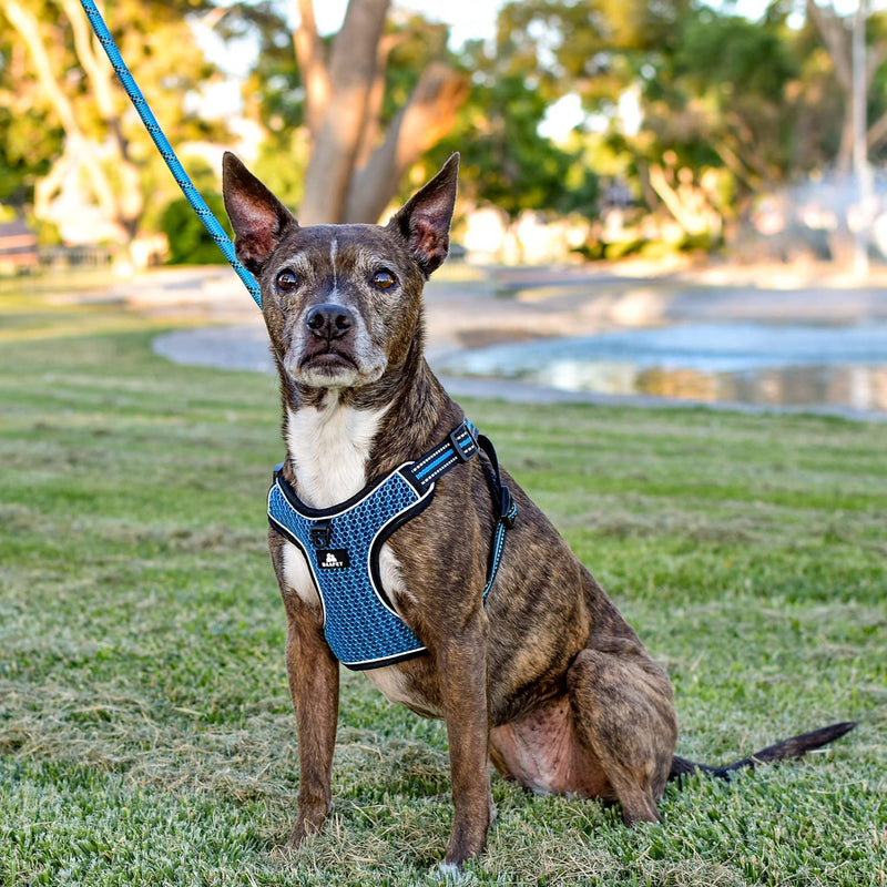 BAAPET Breathable Dog Harness for Small Puppy, Medium Dogs Step-in and Air Mesh with 6 Feet Reflective Rope Dog Leash S - 6 FT x Chest (17~19'') Blue