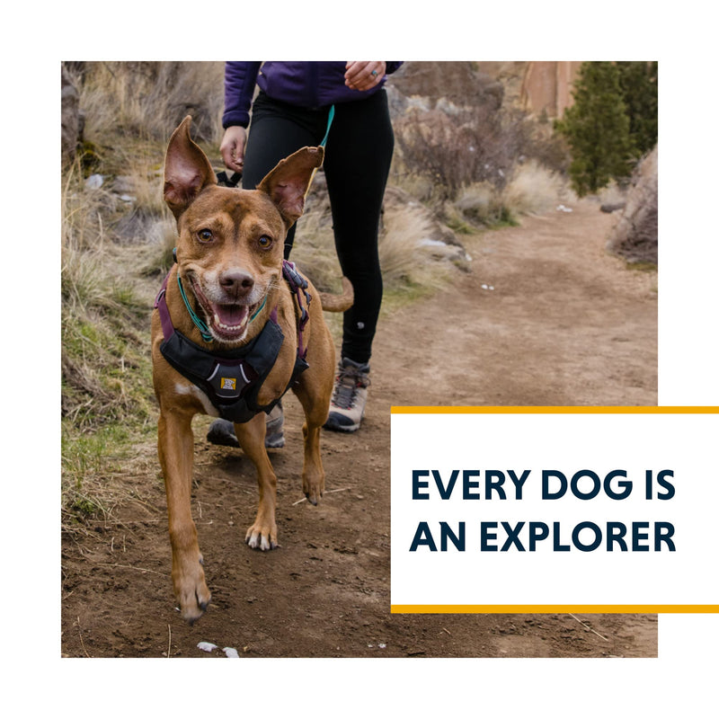 Ruffwear, Web Master, Multi-Use Support Dog Harness, Hiking and Trail Running, Service and Working, Everyday Wear, River Rock Green, Medium - PawsPlanet Australia