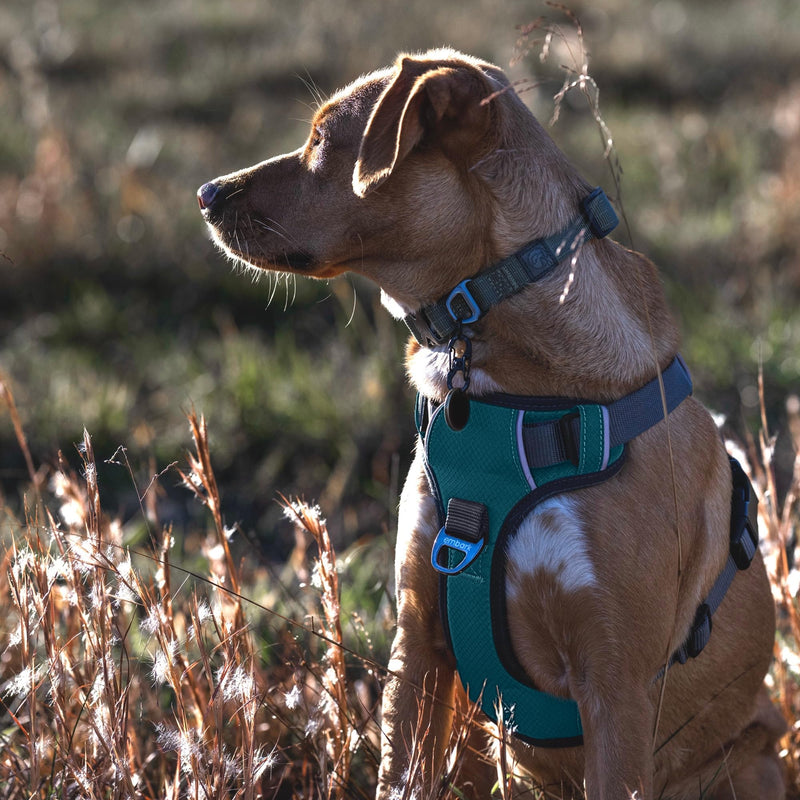 Embark Adventure XL Dog Harness – No-Pull, Reflective Trim, Military-Grade Nylon, 2 Leash Clips with Gel-Lined Handle, Soft & Padded Blue - PawsPlanet Australia