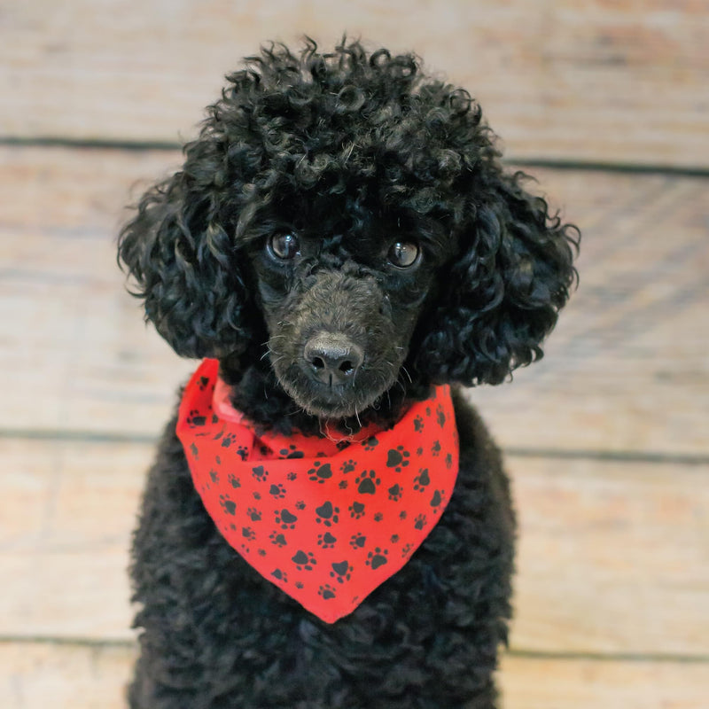 60 Assorted Paws and Bones Tieback Dog Grooming Bandanas/Groomers Bulk Package - PawsPlanet Australia
