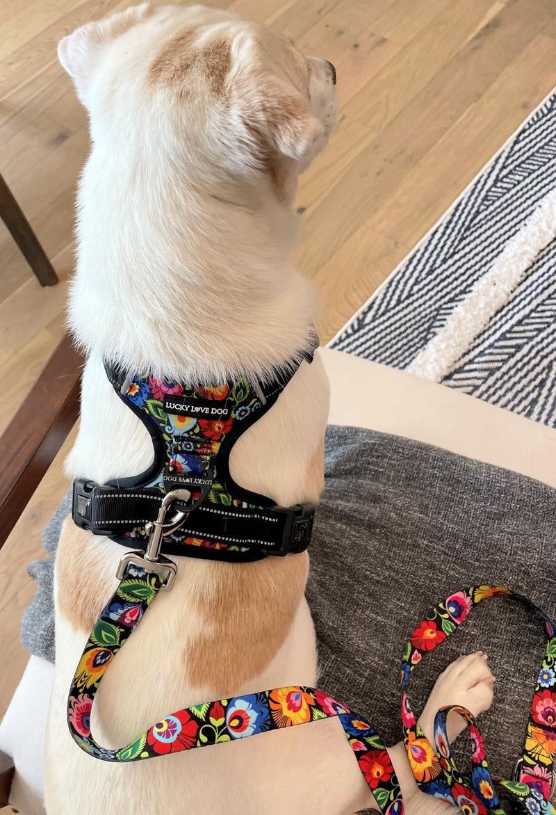 Lucky Love Dog No Pull Dog Harness, Adjustable and Easy to Walk, Cute Patterned Harness for Small Medium Large Male & Female Dogs - Blackbird, Small - PawsPlanet Australia