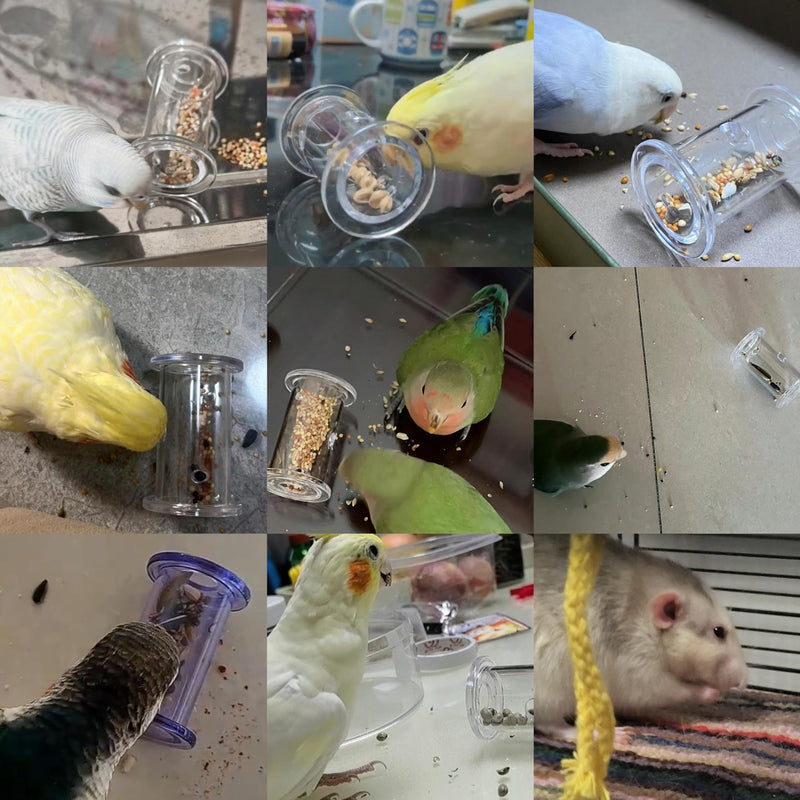 Bird Foraging Toys,Parrot Training Toys,Parrot Interactive Toys to Increase Feeding Time, Bird Enrichment Toys for Small and Medium Parrots,Cockatiel,Parakeet,Conures,Budgie,(Random color for gitfs) - PawsPlanet Australia