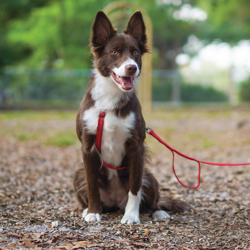 Blue-9 Reflective Buckle-Neck Balance Harness, Fully Customizable Fit No-Pull Harness with 3M Reflective Stitching, Ideal for Dog Training and Obedience, Made in The USA, Red, Medium/Large M/L (Ribcage: 24"-35.5") - PawsPlanet Australia