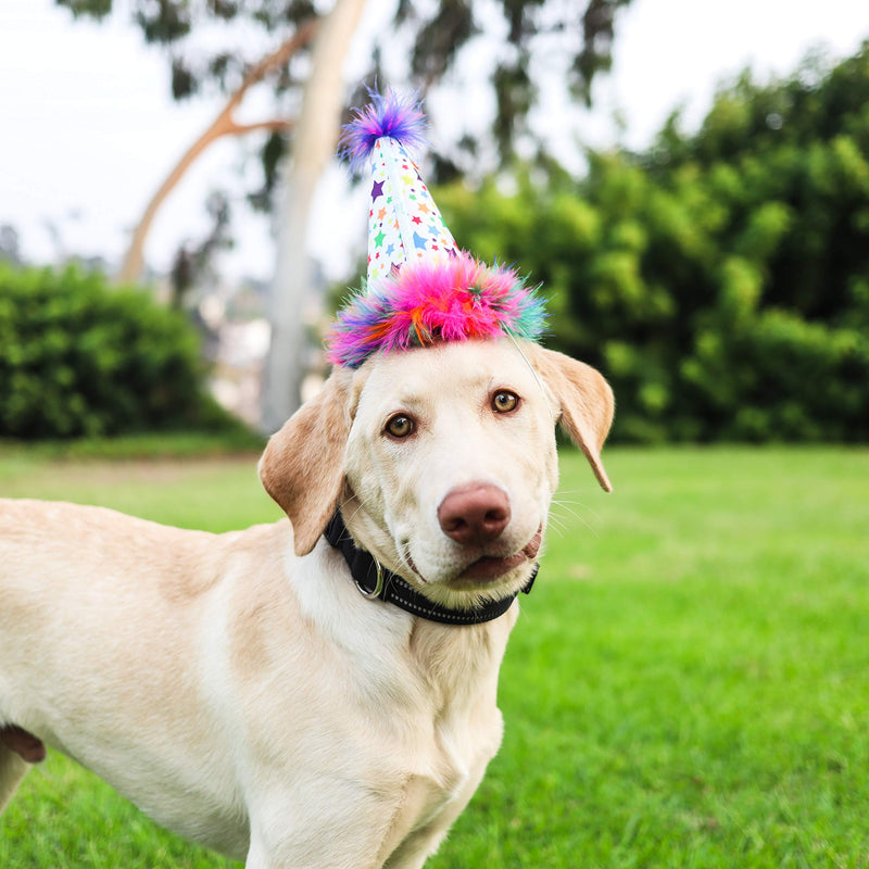 Huxley & Kent Pet Party Hat | Superstar (Large) | Birthday Hat for Dogs and Cats | Adjustable Strap for Comfort and Stability | Perfect for Birthday Party, Adoption Celebration or Gotcha Day Large - PawsPlanet Australia