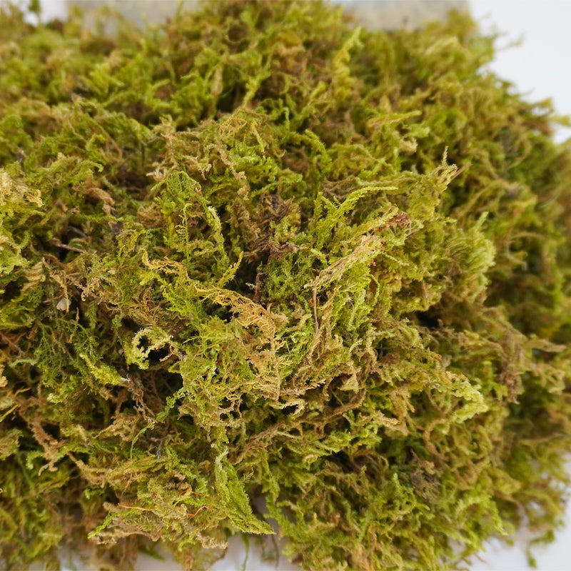 3.5oz Pure Natural Reptile Moss for Humidity, Great for Snakes, Turtle and Other Reptiles, Good for Terrariums for Reptiles & Amphibians 3.5oz - PawsPlanet Australia