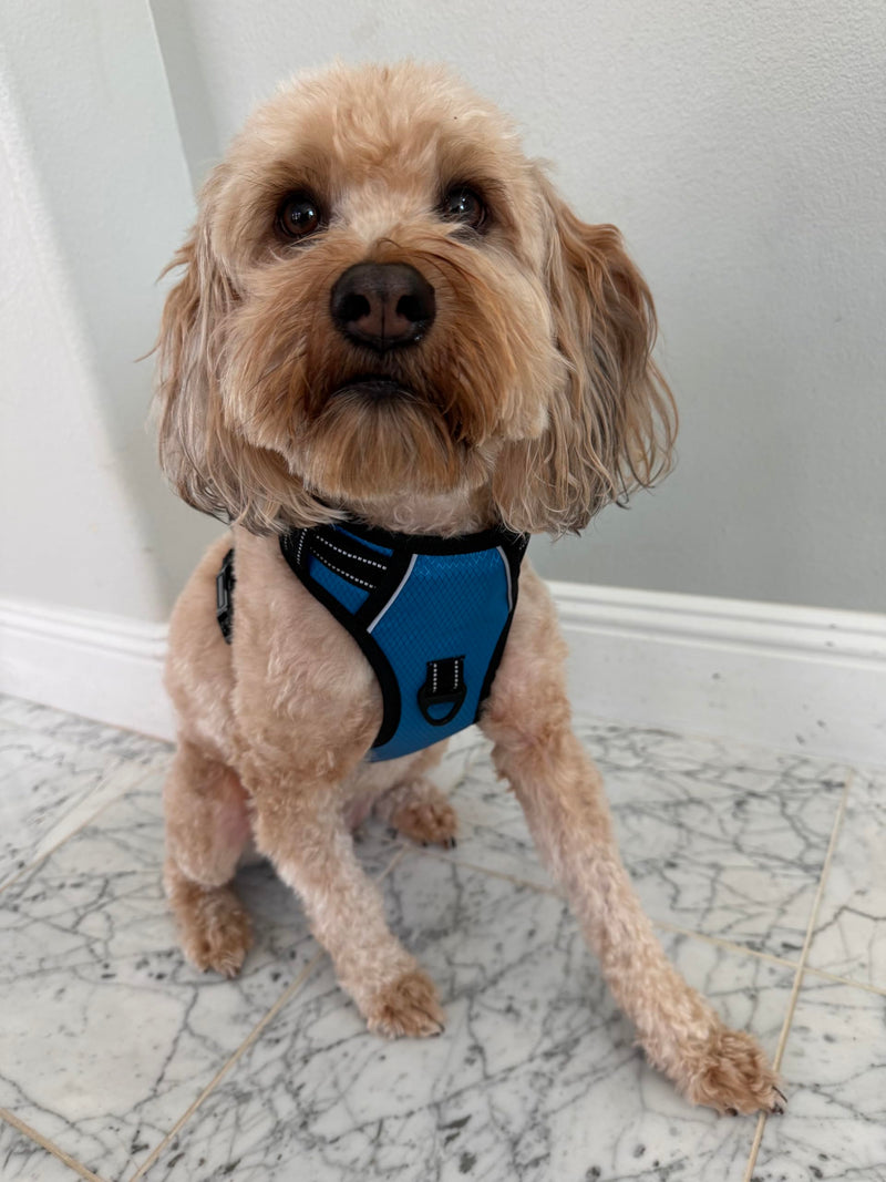 ROOSK Dog Harness | No-Pull, Reflective, 4-Way Adjustable w/Poop Bag Holder | Ultimate Comfort, Soft, Padded Waterproof Oxford w/Airmesh | 2 Leash Clips (Teal Blue, Medium) M Teal Blue - PawsPlanet Australia