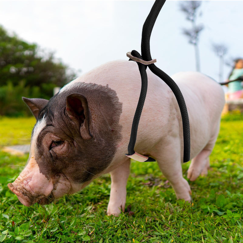Mini Pig Harness & Leash, Adjustable 8 Feet Long Rope for Small to Medium Pet Pigs Black - PawsPlanet Australia