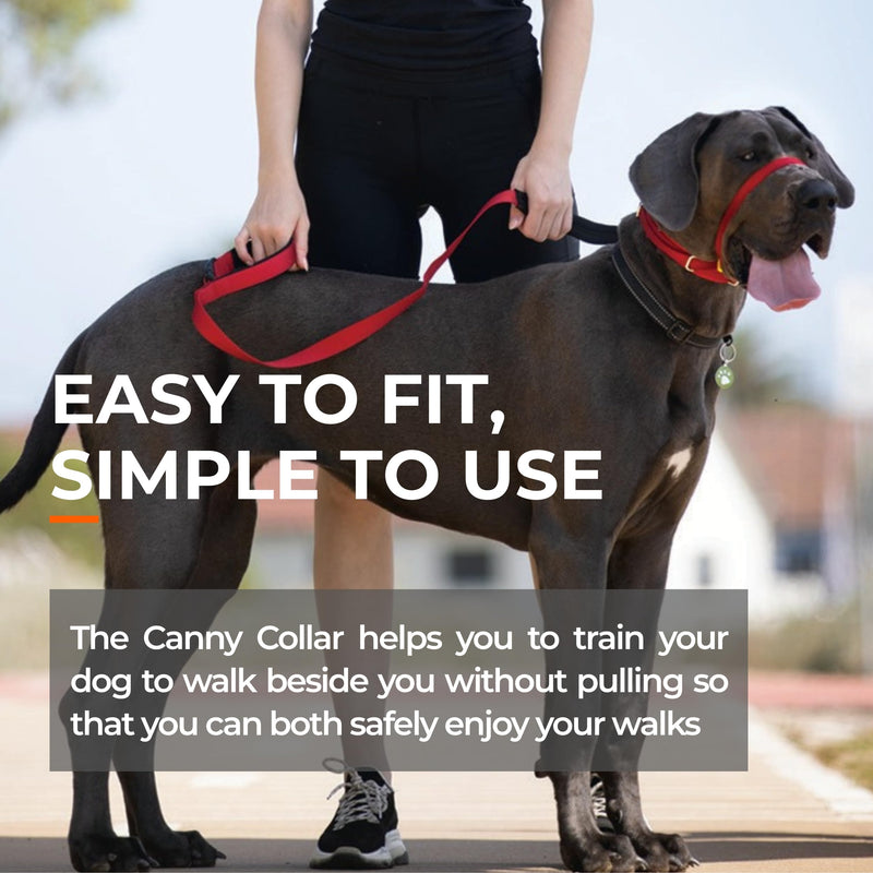 Canny Collar No-Pull Dog Headcollar | Train Your Dog To Stop Pulling & Walk On a Regular Collar & Loose Lead | Kind, Safe, Comfortable Training Aid | Purple – Size 4 Neck size 38-43cm - Size 4 - PawsPlanet Australia