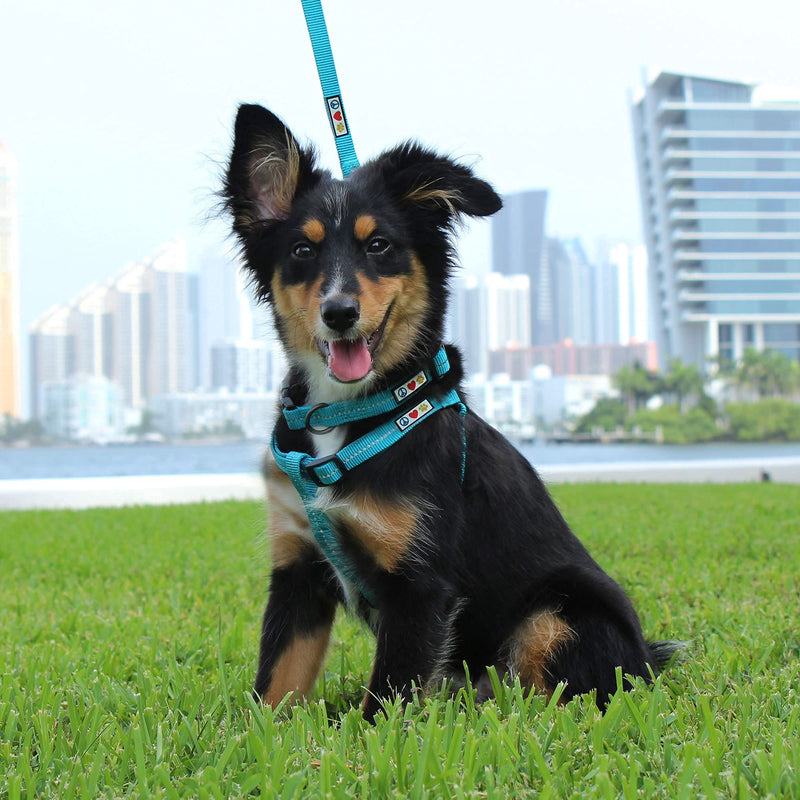 Pawtitas Value Bundle Set | Medium Reflective Recycled Dog Harness + Medium Reflective Recycled Dog Collar + Medium/Large Reflective Recycled Dog Leash – Black Set - PawsPlanet Australia