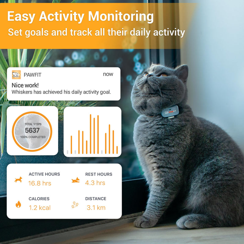 Lite for Cats 4g GPS Tracker | Real Time Tracking | Activity Monitoring |Location History | Unlimited Range | Safety Collar Included | Simply White - PawsPlanet Australia