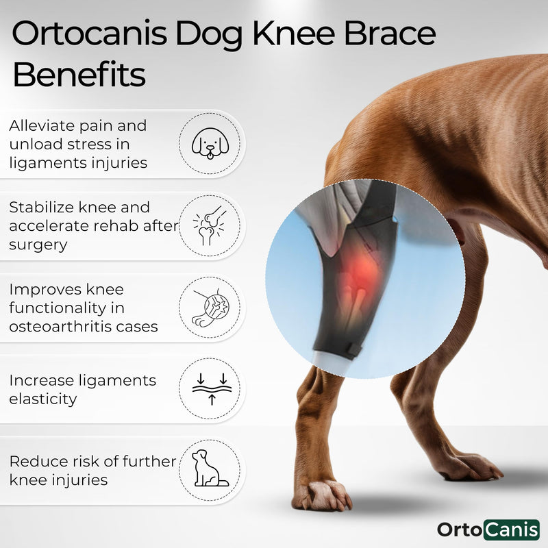 Ortocanis - Dog Knee Brace - for Right Hind Leg - Made of ARD Neoprene - for ACL Tear, Ligament Injuries, Patellar Luxation or Osteoarthritis - Size X-Small (8,3-9,4 ") Right Leg Size X-Small (8,3 - 9,4 ") - PawsPlanet Australia