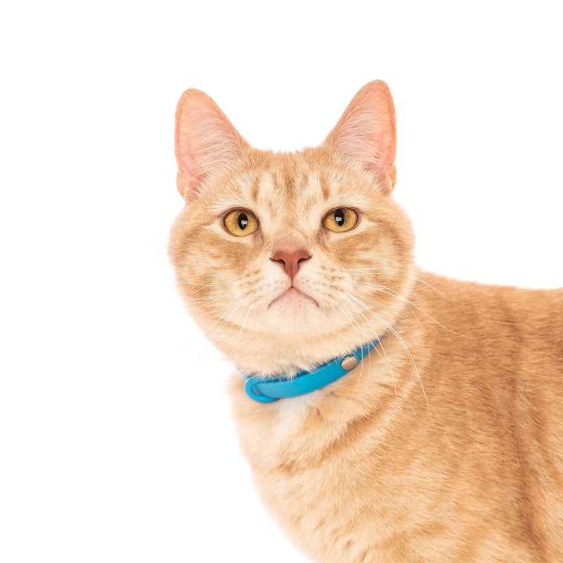 Comfortable, Soft and Light Cat Collar with Breakaway Snap Button (Blueberry Blue) Blueberry Blue - PawsPlanet Australia