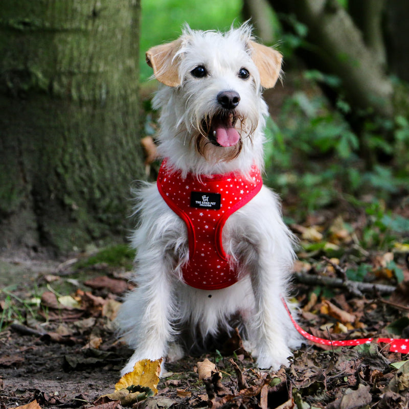Ancol Reversible Dog Harness Tartan Star Patterned - Comfortable Weatherproof Pet Accessory - Lightweight Fashionable Puppy Outfit - L Tartan/Star Large