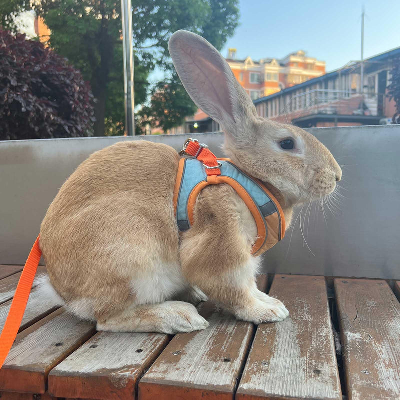 Adjustable Bunny Harness and Leash Set Double Buckle with Reflective Strips Rabbit Vest Pets Stuff Suitable for Rabbit Walks Accessories (Orange Green, S) Orange green - PawsPlanet Australia