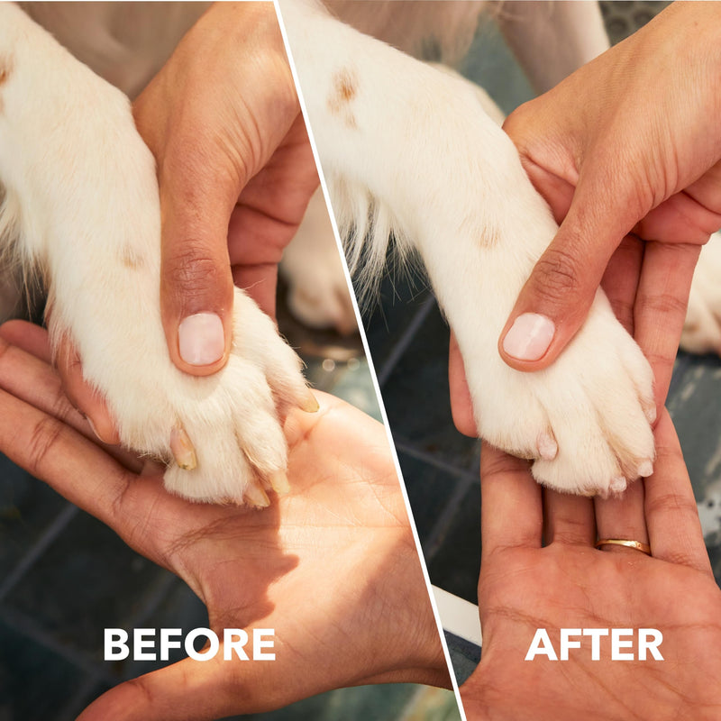 Dremel MAX Pet Nail Grooming Grinder, Diamond Coated Accessory for Faster and Comfortable Trimming, Compatible with Rotary Multi-Tools (416DM) - PawsPlanet Australia