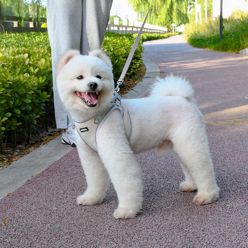 AIITLE No Pull Dog Harness and Leash Set, Step in Adjustable Dog Harness with Padded Vest for All Weather, Reflective Pet Harness, Easy to Put on Small Dogs Beige S S(Chest: 13.5 - 16") - PawsPlanet Australia