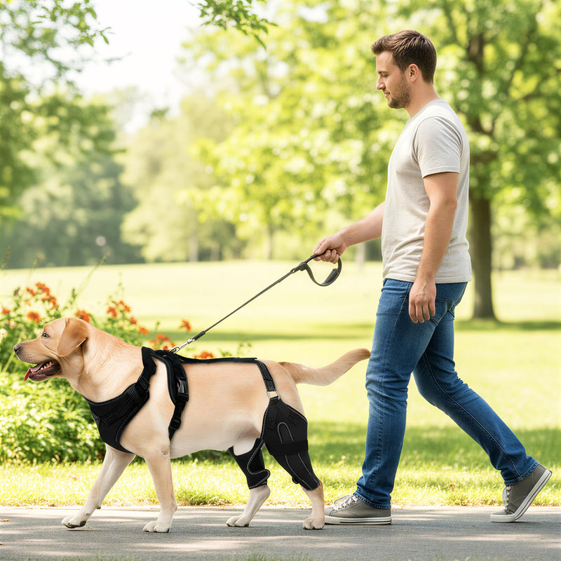 Dog Knee Brace for Rear Leg Support - Adjustable Canine Hinged Back Leg Support Warp with Hip Joint Care Reflective Strap Harness for ACL Arthritis Relief Patellar Luxation Injured Dog (M) M