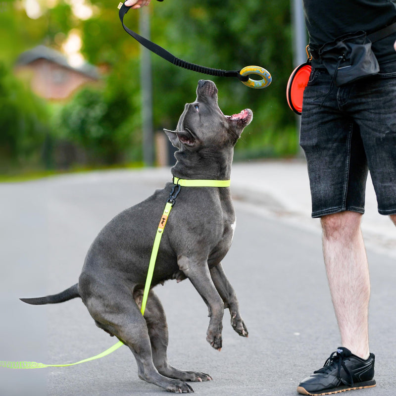 Dingo natural rubber puller for dog tug toy ring with bungee strong shock tugger, long toy for dog training, agility sport, tug of war, handle 24-28in random color 15674 24-28" - PawsPlanet Australia