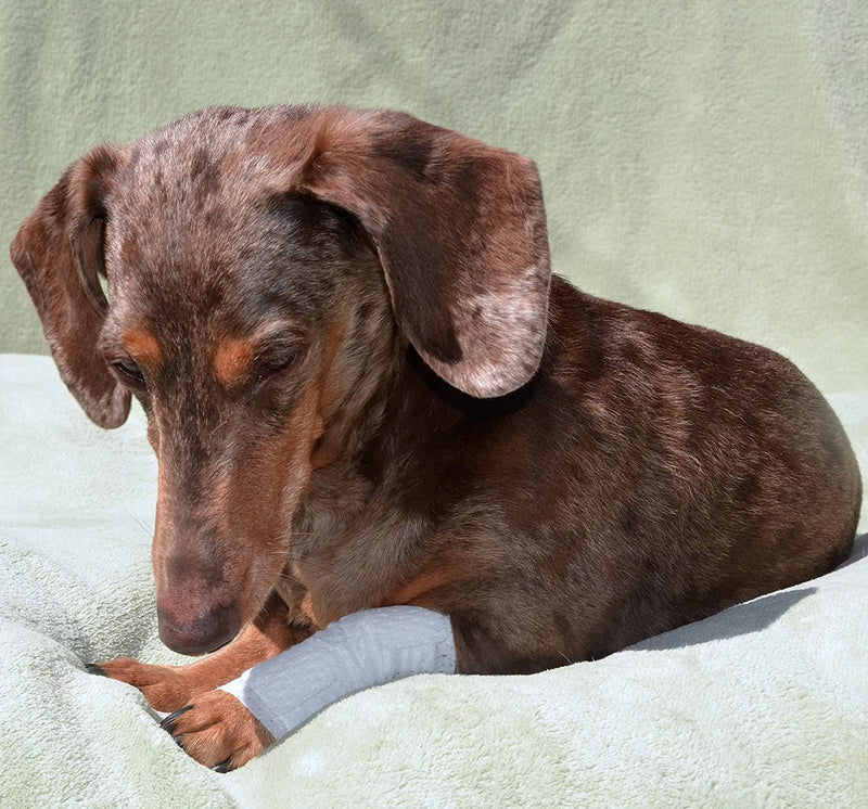Joint and Large Area Wound Bandages for Dogs Cats & Other Pets. Great for Leg Joint sprains and Tail Injuries! Non Adhesive Breathable Non-Slip Disposable Washable Value Pack (Medium 12pk) White Medium 12pk - PawsPlanet Australia