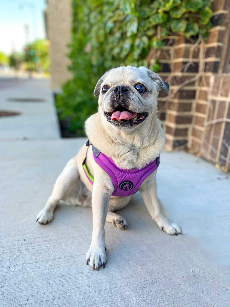 Gooby Escape Free Memory Foam Harness - Purple, Medium - No Pull Step-in Small Dog Harness with Four Point Adjustment - Perfect on The Go Dog Harness for Medium Dogs No Pull and Small Dogs Medium Chest (14.25~21.5") - PawsPlanet Australia