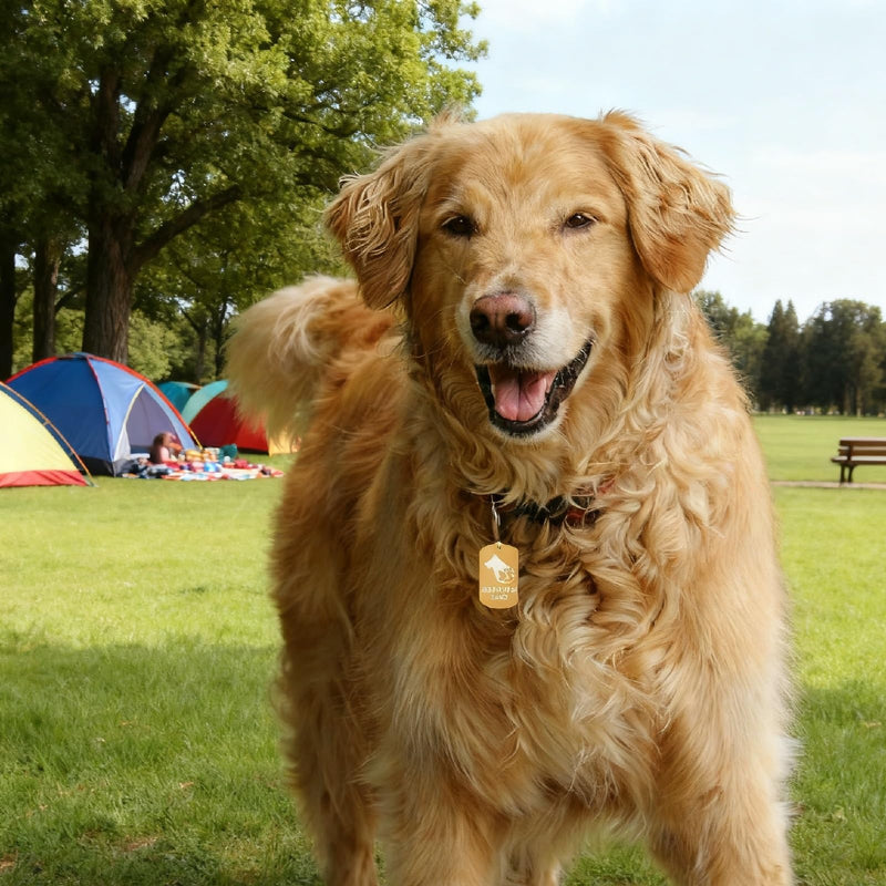 Service Dog Tag Easily Attach to Dog Collar, Harness, Vest (Gold Rectangular) Large Service Dog (Gold Tag) - PawsPlanet Australia