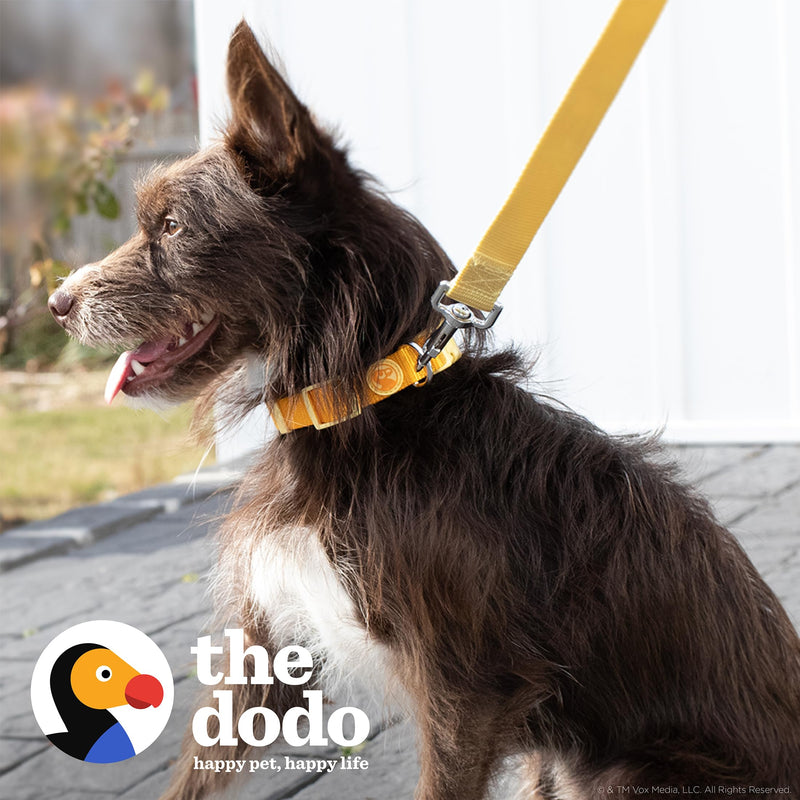 The Dodo All Nylon Yellow Collar and Leash Set - Small; Matching Cute Leash and Collar Set; Waterproof Dog Leash and Collar Set, Perfect for Beach Day or Trips to The Lake - PawsPlanet Australia