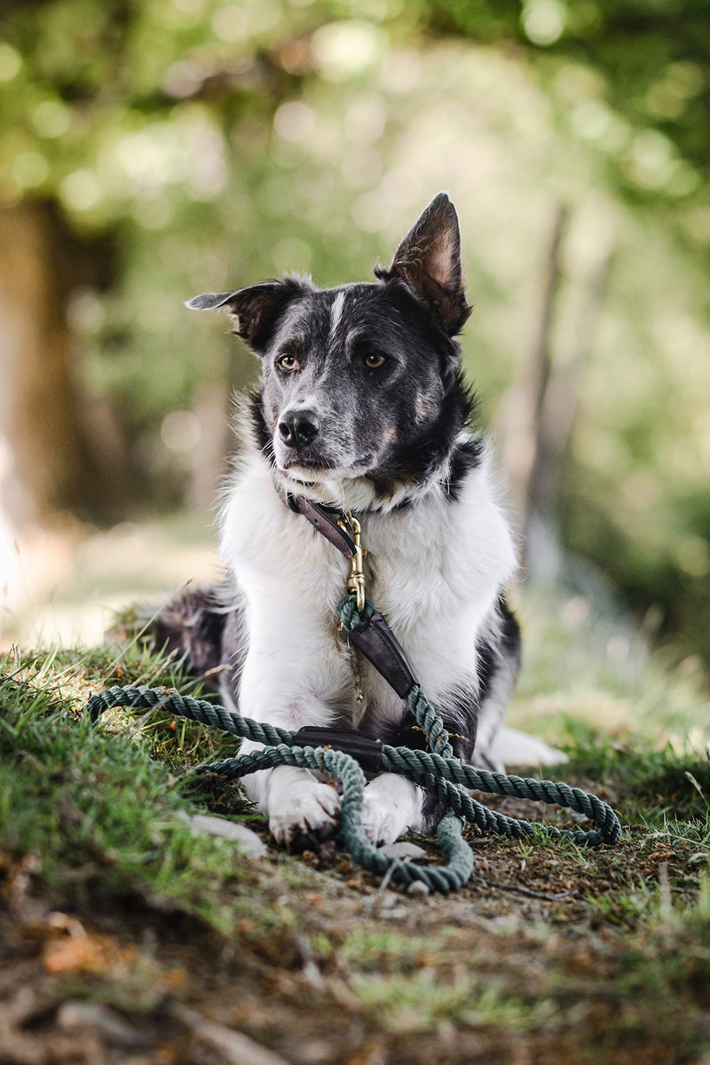 Embark Pets Country Dog Rope Leash – Braided Cotton Leashes w/ Strong Leather Finish for Small Medium and Large Breed Dogs – Heavy Duty for Training, Walking, Hiking Forest Green - PawsPlanet Australia