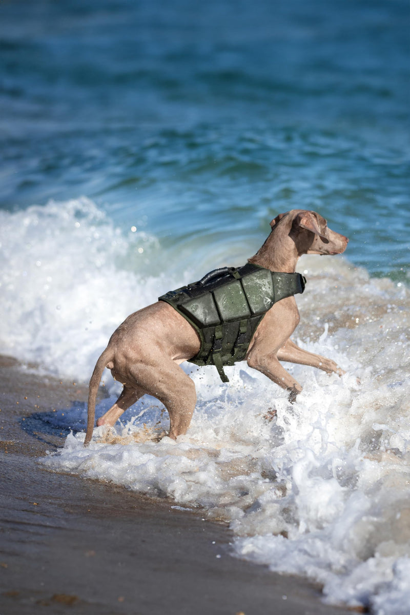 NOAH & PAW Dog Life Jacket, Human Standards Lifejacket Design, Dog Life Vest for Swimming and Boating, 3X Foam Support for Max Floating, Breathable Mesh, Salvavidas para Perros, Size M 3 Cubes - PawsPlanet Australia