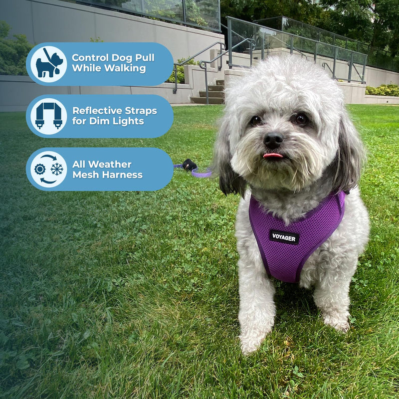 Air Frontier Mesh Dog Harness with Steel Leash D-Ring, Reflective Stitching, and Lightweight Breathable No-Pull Design, Adjustable Neck and Chest Straps for Small to Large Breeds - PPW, XS XS (Chest: 13 - 16") Harness (Purple Mesh) - PawsPlanet Australia