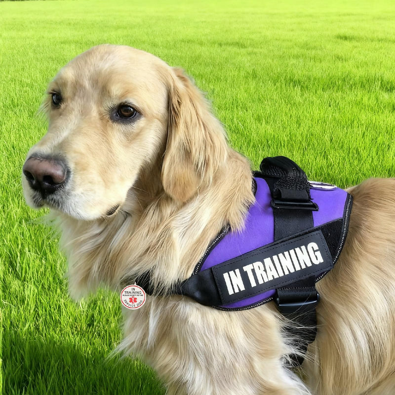 Service Dog in Training Patch 2 Pcs, Servcie Dog ID Tag Removable to Collar, Harness (Red Medium-1.18 x 4.33 inch) In Training (Red Patch & Tag) - PawsPlanet Australia