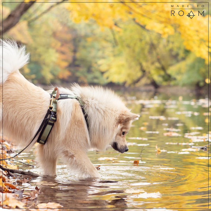 Premium Explorer Harness - Y-Shaped Dog Harness with Adjustable Durable Nylon, Soft Padding, Metal Buckles and Leather Handle for Small, Medium, Large Dogs (New York Afterlight, Size 4) New York Afterlight - PawsPlanet Australia
