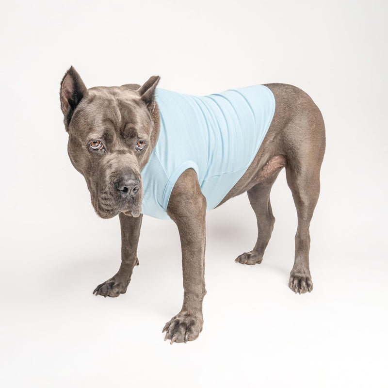 Big Brother to My Little Human Dog Tee Shirt | Sleeveless | Pregnancy Announcement | New Baby | Gender Reveal | Photoshoot (Baby Blue, X-Large 167) Baby Blue - PawsPlanet Australia