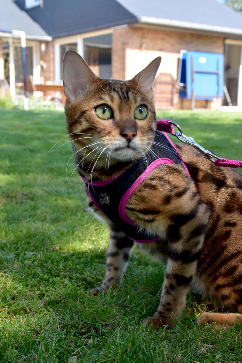 Bobby Extra Small Cat Harness Set, Fuchsia, 3-6 KG, Reflective, Machine Washable, Comfortable, Safe Night Walks