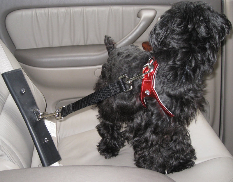 PawRider Tether Pet Leash, Black - PawsPlanet Australia