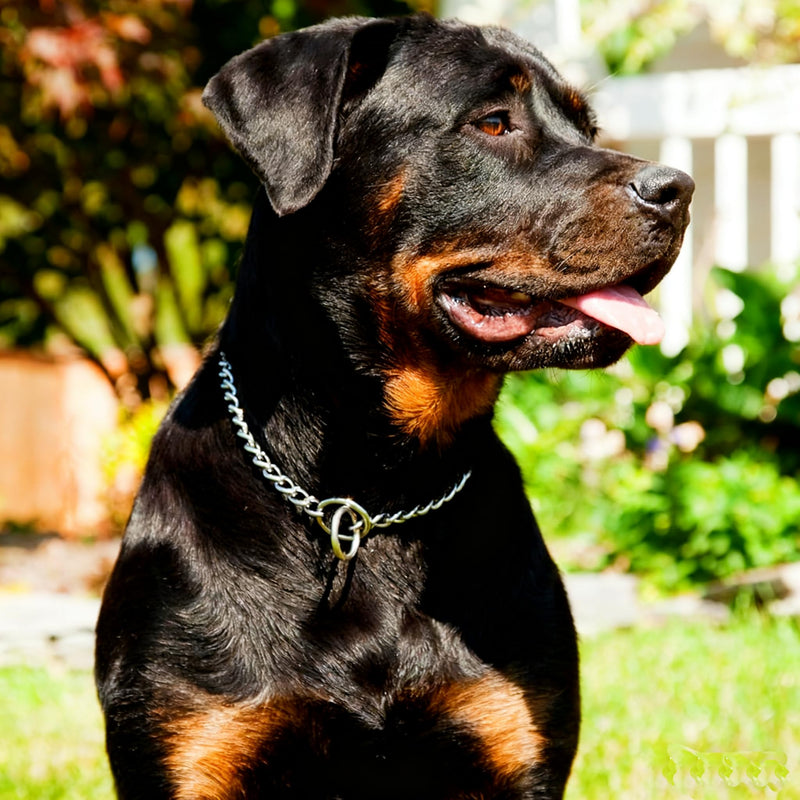 Silver Dog Chain Collars,Heavy Training Metal Dog Collar, Adjustable Slip Link Martingale Puppy Collars for XXS XS Small Medium Large Big XL Breed Dogs, XL Silver XL(Neck Max 22inch)D4mm - PawsPlanet Australia