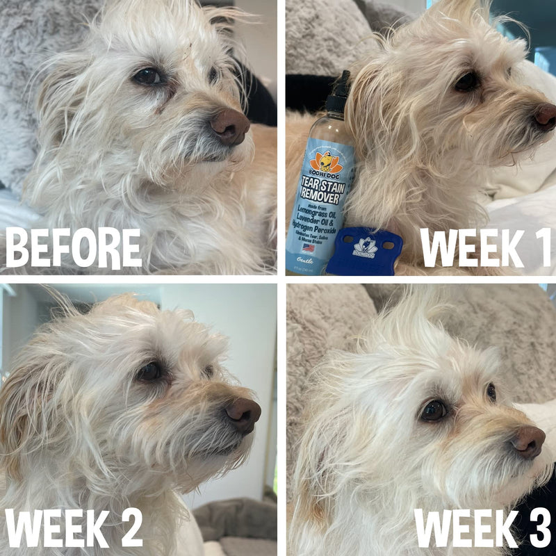 Bodhi Dog Tear Stain Remover Combs - Clean Crust, Dirt & Buildup Around Pet Eyes - Gentle, Durable, Easy-to-Use Grooming Tool for Dogs & Cats - Ideal for All Fur Types & Coats (Set of 2) - PawsPlanet Australia