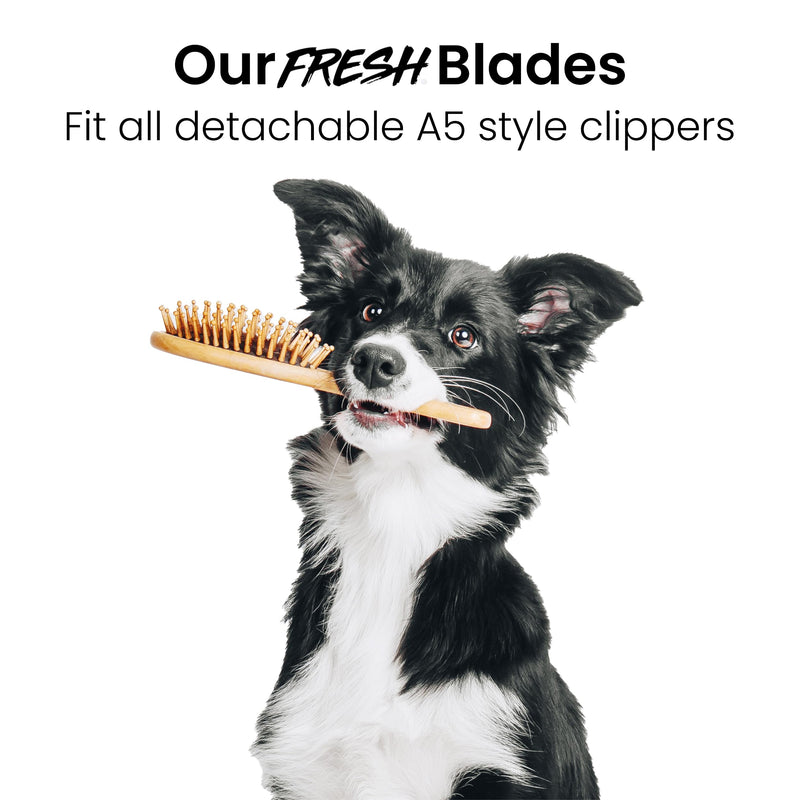 Fresh 10 Dog Grooming Blade, 1/16" (1.5mm) Cut, Fits Andis, Oster, Wahl A5 Detachable Clippers, High-Carbon Steel with Chrome Coating, Sharp & Durable Blade for at-Home or Professional Pet Grooming - PawsPlanet Australia