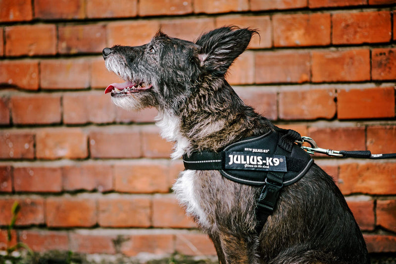 Julius-K9 IDC Powerharness, Blue, S/Mini - PawsPlanet Australia