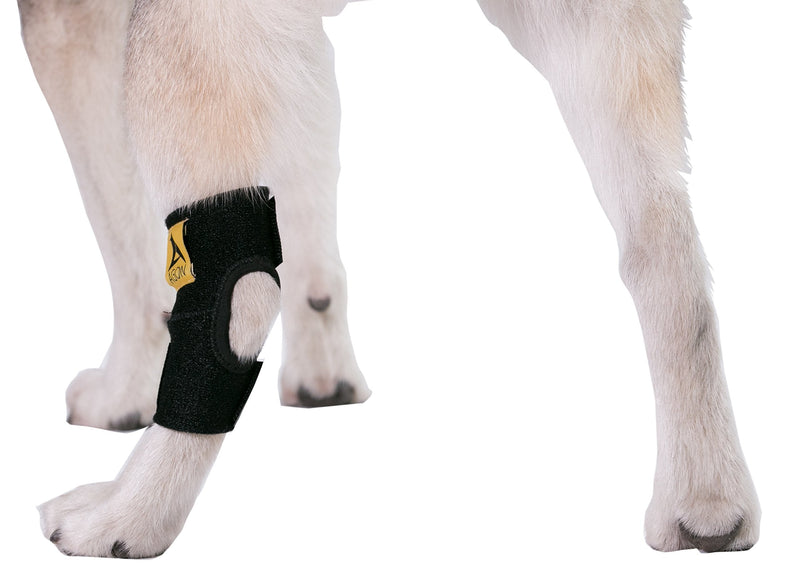 Agon® Dog Leg Braces For Back Leg wrap hock compression protects wounds and helps heal hind legs rear ankle joint, preventing injuries, sprains providing stability for dogs, canines arthritis (Medium) Medium (Pack of 1) - PawsPlanet Australia