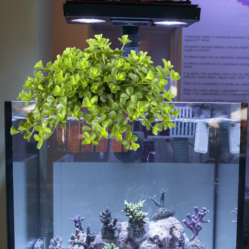 4PCS Clear Aquarium Plant Holder, Hanging Aquatic Plant Pot Holder with Hole, Adjustable Fish Tank Plant Pot for Aquaponic Plant Cultivation Aquarium Water Feature Decoration 4 - PawsPlanet Australia