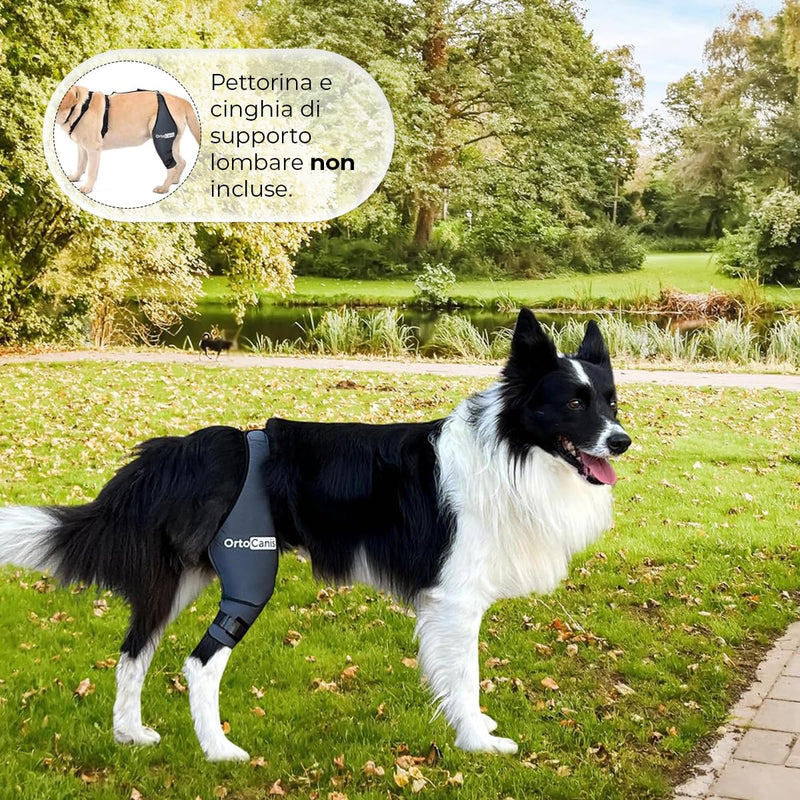 Ortocanis - Dog Knee Brace - for Right Hind Leg - Made of ARD Neoprene - for ACL Tear, Ligament Injuries, Patellar Luxation or Osteoarthritis - Size X-Small (8,3-9,4 ") Right Leg Size X-Small (8,3 - 9,4 ") - PawsPlanet Australia