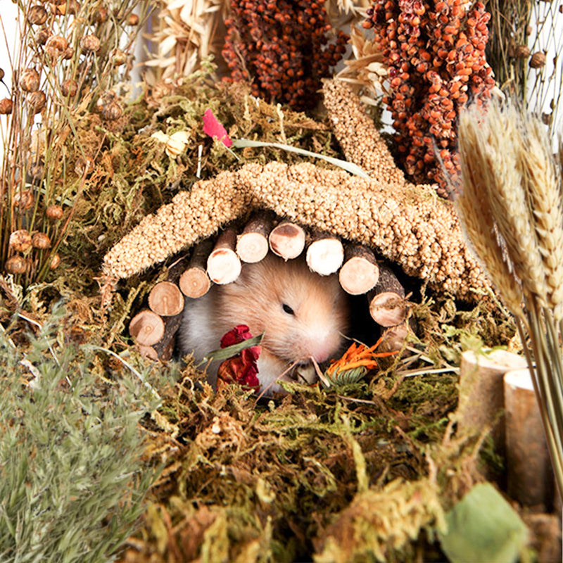 Natural Ear of Grain Flower&Herb Bedding Mate Habitat Decor, Adding Fun Hamster Accessories for Hamsters Gerbils Lemming Harvest Wind - PawsPlanet Australia