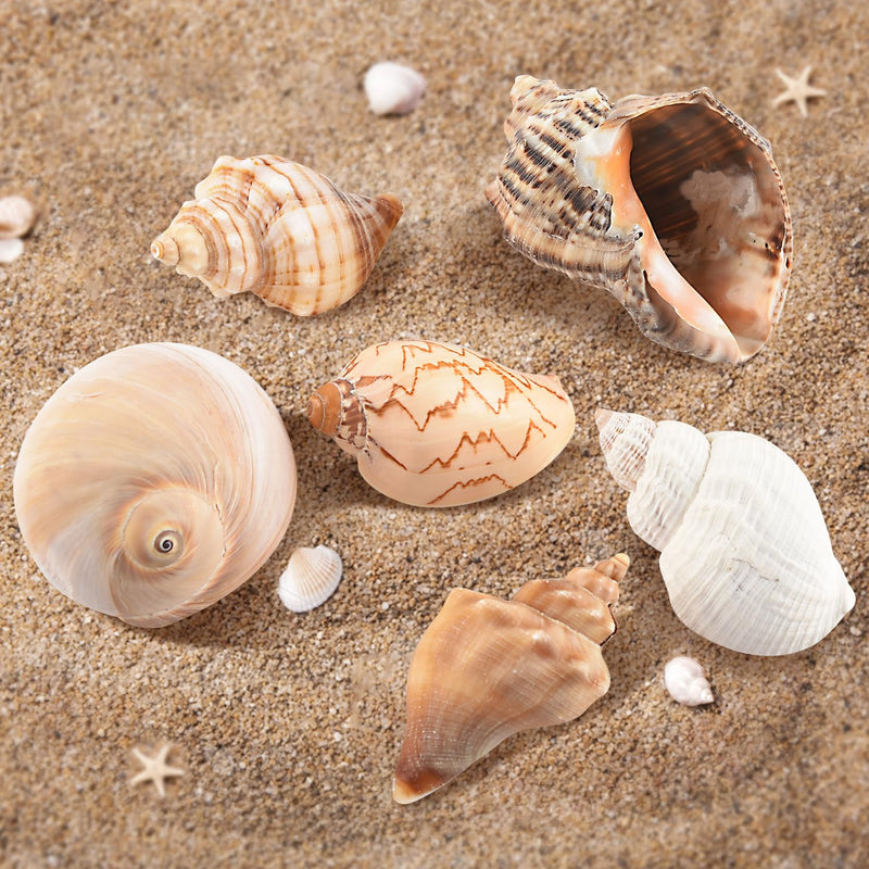 11PCS Hermit Crab Shells | Natural Sea Conch Size 1.5"-3.5" | Growth Turbo for Small to Medium and Large Crabs，Saltwater Hermit Crab Supplies and Sea Shell for Beach Decor,Get 1 Pack of Small Shells - PawsPlanet Australia