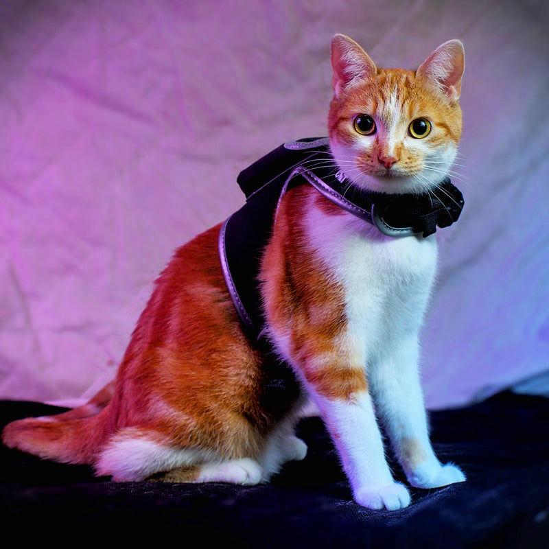 Travel Cat & Stray Cat Harness and Leash Set - Adjustable Velcro Mesh Cat Harness and Strong Nylon Leash Kit - Comfort Escape Proof Harness for Cats, Kitten for Outdoor Walking (Large: 13-16 in) LARGE: 13-16 IN - PawsPlanet Australia