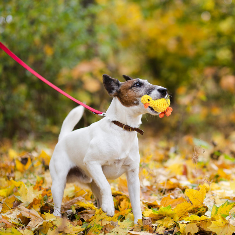 Vaulted Skulls & Co Dog Duck Toy Small 5" | Rope Dog Toys | Duck Pet Toy | Tug of War Rope Dog Toy | Pull & Tug Dog Toy | Duck Dog Treats | Yellow/Orange | 5" 1 Pack - PawsPlanet Australia