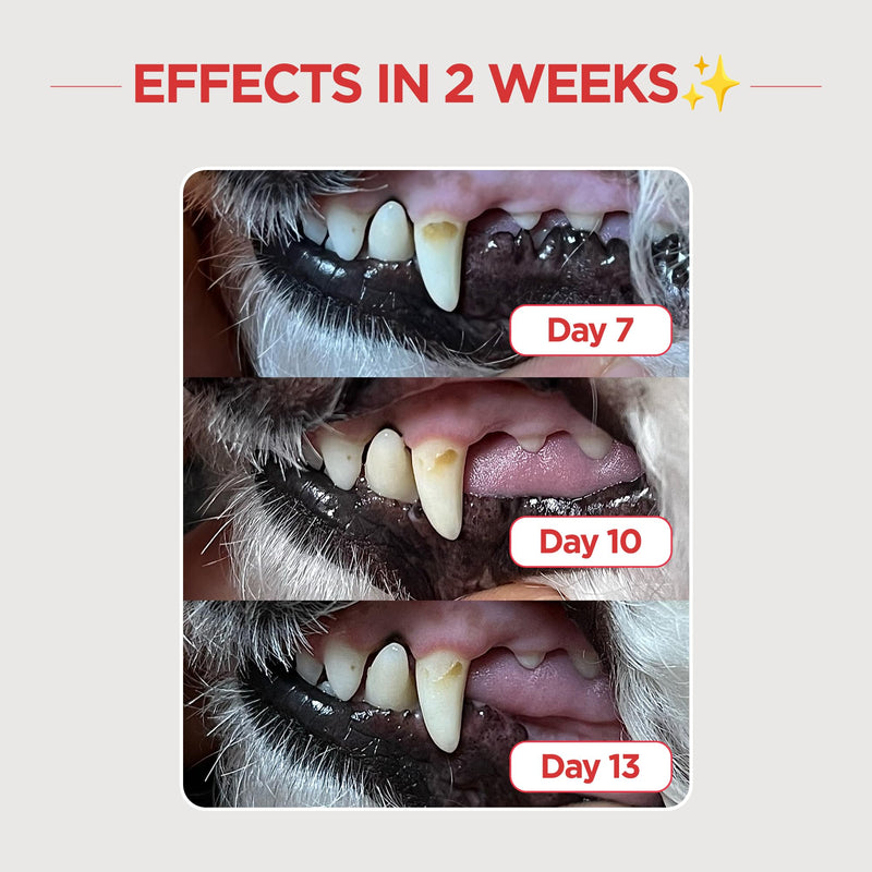 JAYU PET Dental Care Brush [Soft&Firm&Edge Bristles] - Toothbrush for Cat and Small Dogs, Removing Old Plaque and Tartar, Cat Dental Care, Cat Teeth Brushing & Easy Cleaning - PawsPlanet Australia